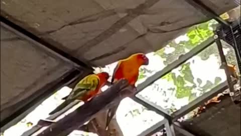 Exotic Birds Breeding Open area Setup Alnoor Avi