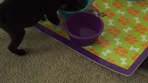 Tiny Boston Terrier Puppy Carries His Bowl