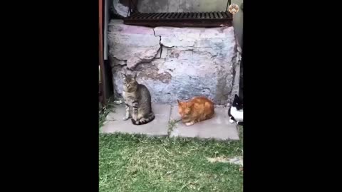 Funny Cats And Dogs Videos 🐱🐶 Funniest Animals - Videos of Funny Animals ZZZ