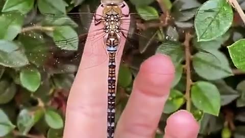Incredible Dragonfly 😍