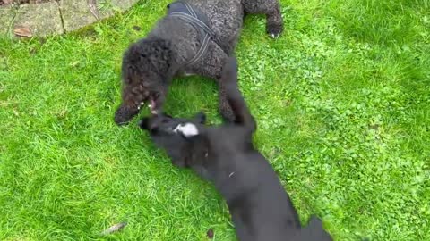 Labradoodle playing with Flatcoated Retriever Doodle