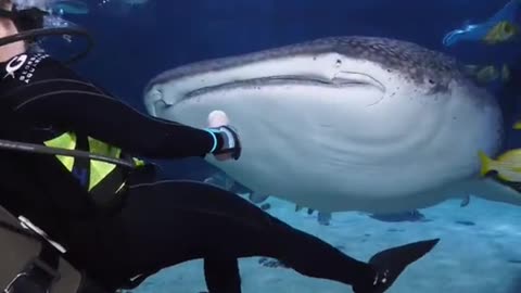 This #WhaleShark prefers to be bottle-fed 🍼 What dish are you looking forward to this