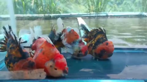The most beautiful thailand goldfish collection-10
