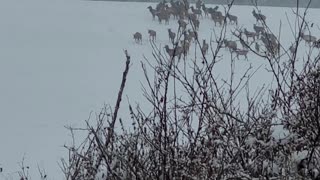 Elk on the move