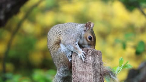 Playful Squirrel's Enchanting Escapade: A Glimpse into Nature's Delight 🐿️