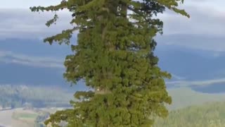 Hyperion is a coast redwood in California that is considered the world's tallest known