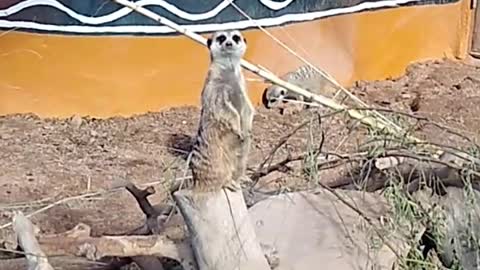 REID PARK ZOO IN TUCSON ARIZONA VISITING THE MEERKATS!