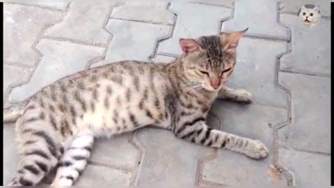 Domestic Cat | Cat Funny Video | Cute Cat Video | Baby Cat | Pets hub