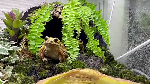[Breeding Environment] The frog that always greets you no matter what you're doing is too cute