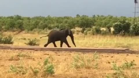 Buffalo calf charging an Elephant