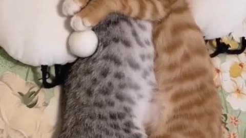 Amazing Cat Video #Cat #Kitty