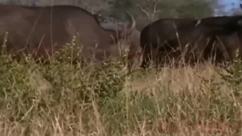 Mother Zebra Bravely Rushed Bite Lion To Rescue Baby And Unexpected Ending.