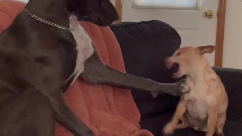 Playful Pitbull Pushes Cheeky Chihuahua's Buttons