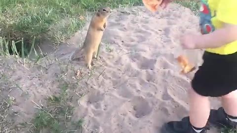 Cute Squirrel Gratefully Takes Toddler's Pizza
