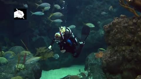 NAUI Scuba Rescue Diver DVD (section 2 of 4)