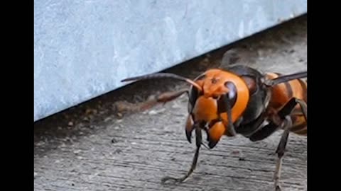 Japanese honeybees escaped from Giant hornet