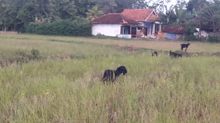 pick up the goat in the rice field