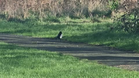 Magpie In A Park In North Wales.