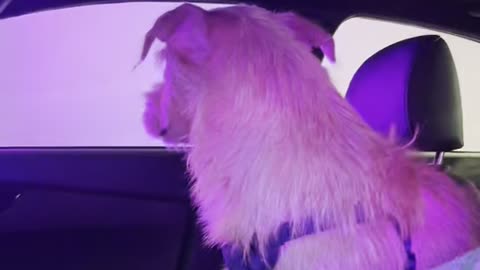 Cutest dog experiencing a car wash for the first time