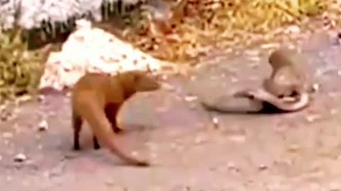 King cobra Vs Mongoose #wildanimals #kingcobra #snake #mongoose #animals(1)