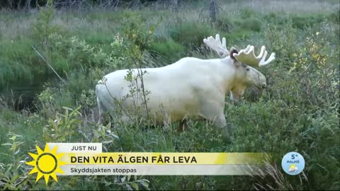 Vita älgen får leva – här badar den i bäcken - Nyhetsmorgon (TV4)