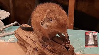 Mounting a Muskrat