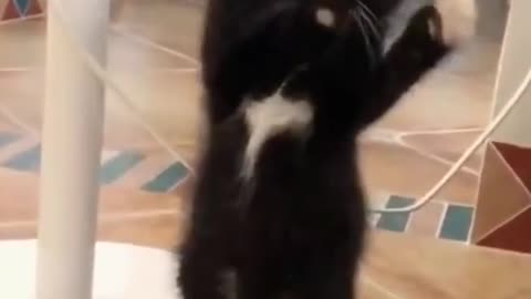 Dancing cat