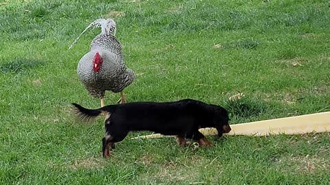 Miniature Weinie Big Rooster Giant Snake All Together