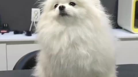 Cute Puppy Pomeranian Grooming Teddy Bear Style