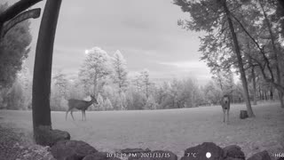 BEAUTIFUL Two Deer in Meadow!