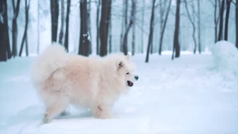 Cute Dog ❄