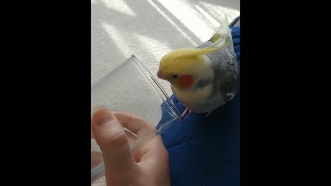 thirsty parrot all day playing with its owner