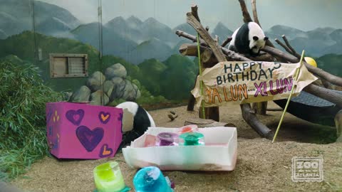 Giant Panda Twins Celebrate Fifth Birthday