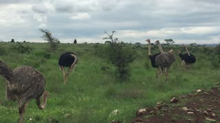 OSTRICHBIRDS