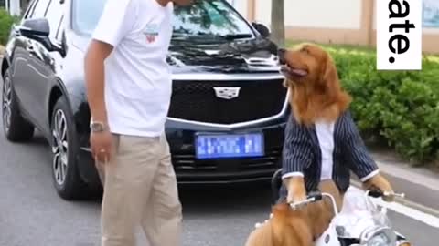 Dogs to go on a date, even in a special car is too stylish