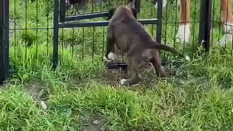 Boxer Helps Puppy Escape