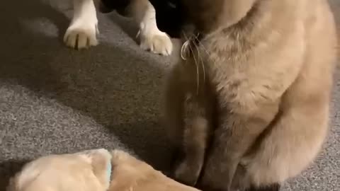 Dangerous cat loving a dog bady