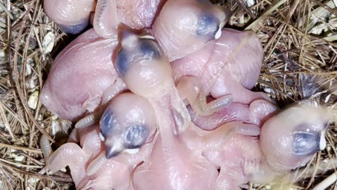 Java Sparrow - Padda Bird - Chicks in Bird Nest