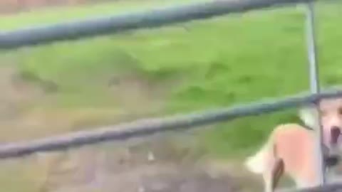 Funny jumping dog #funny #funnyvideo #dog #dogs #animals #shorts