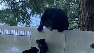 Dramatic Baby Bear Struggles To Climb Barrier