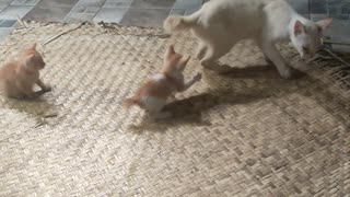 Kitten playing with its mother