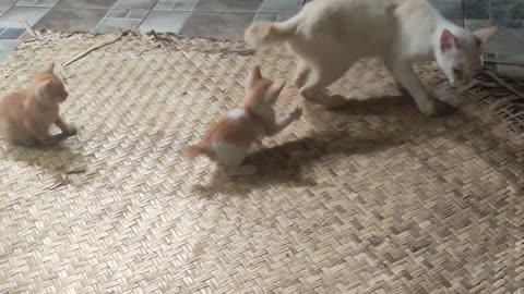Kitten playing with its mother