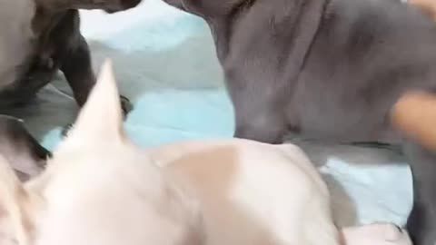 Beautiful dog puppy fighting