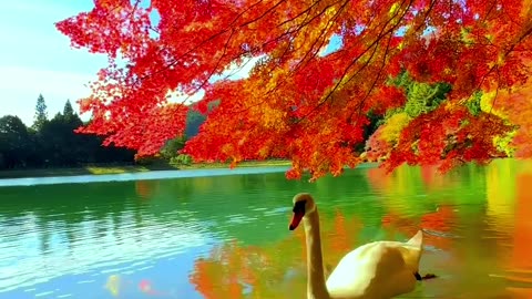 Lake Minami Inagako, Yamanashi, Japan