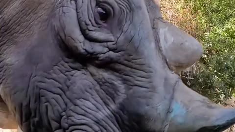 Best squishes for a gourd Monday#rhino #fruit #asmr #animals