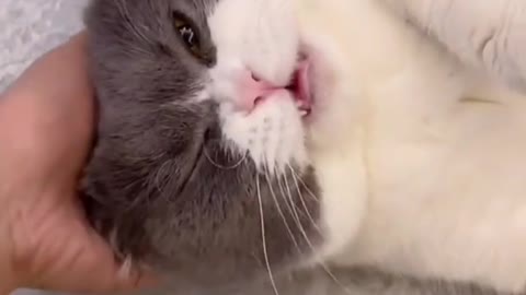 Amazing Cat 🙀 Meowing | Kitten 😸 Meowing |Funny Cat