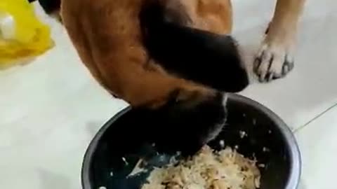 Dog Eating Delicious Food | Cute Dog Enjoying Food