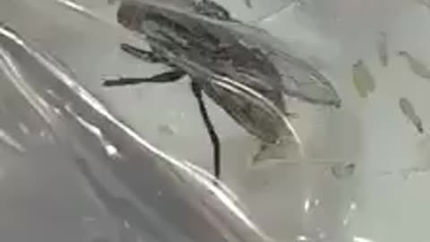 House fly gives birth to larva