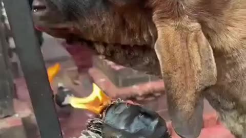 Death by self roasting😂 #funny #goat #goatvideos