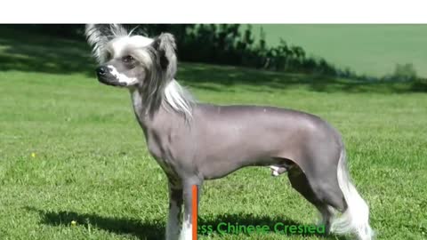 world ranking #05 expensive dogs - Hairless Chinese Crested #shorts